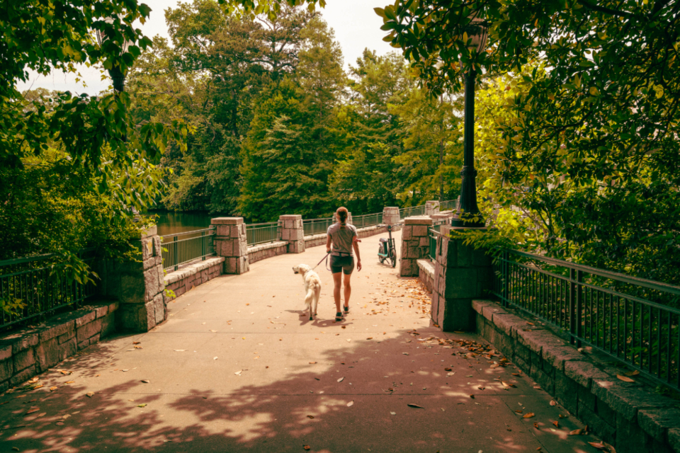 Dog trainer walking a dog on a loose leash outdoors
